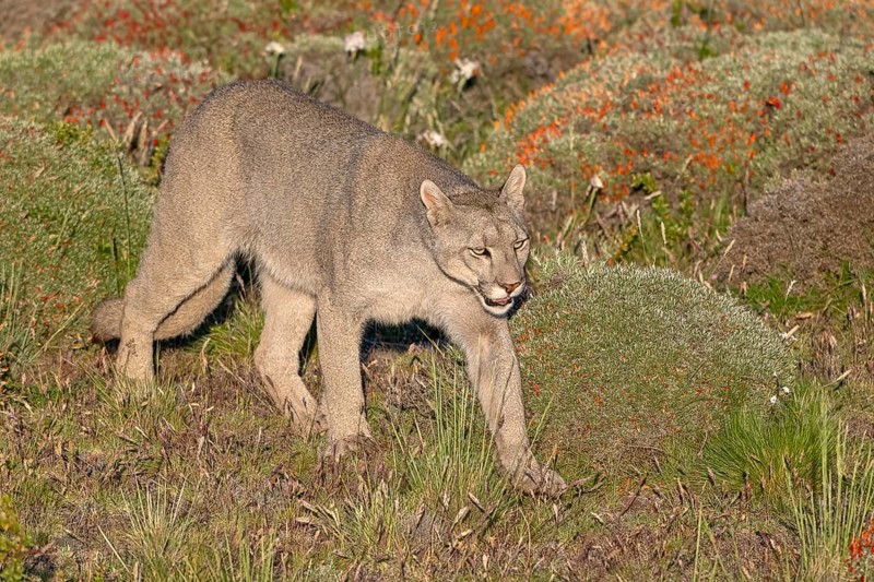Cougar (Cougar concolor), silver lion, mountain lion, cougar, panther, small cat, Torres del Paine National Park, Patagonia, end of the world, Chile, South America