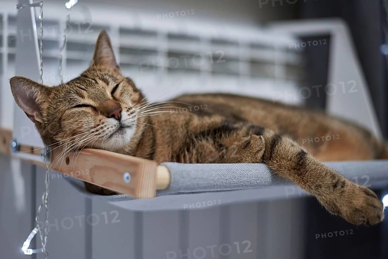 Image of a purebred Bengal cat lying on a hammock attached to a heater. Pet care concept. Mixed media