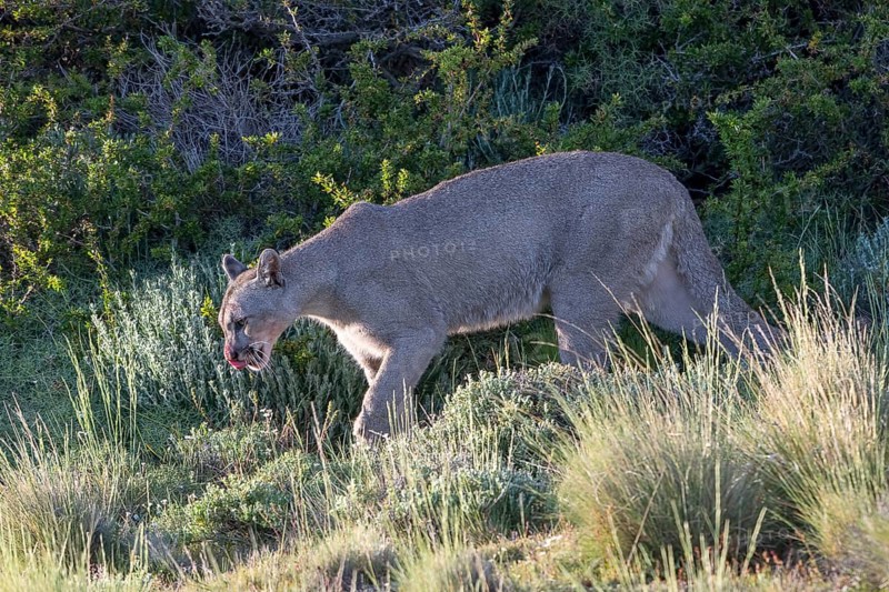 Cougar (Cougar concolor), silver lion, mountain lion, cougar, panther, small cat, Torres del Paine National Park, Patagonia, end of the world, Chile, South America