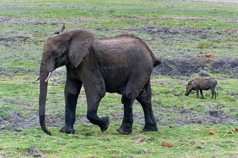 Walking elephant (Loxodonta africana) and warthog, safari, animal observation, steppe in Chobe National Park, Botswana, Africa