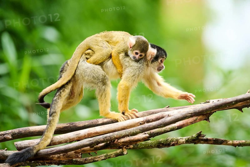 Black-capped squirrel monkey (Saimiri boliviensis) mother with he youngster, Germany, Europe