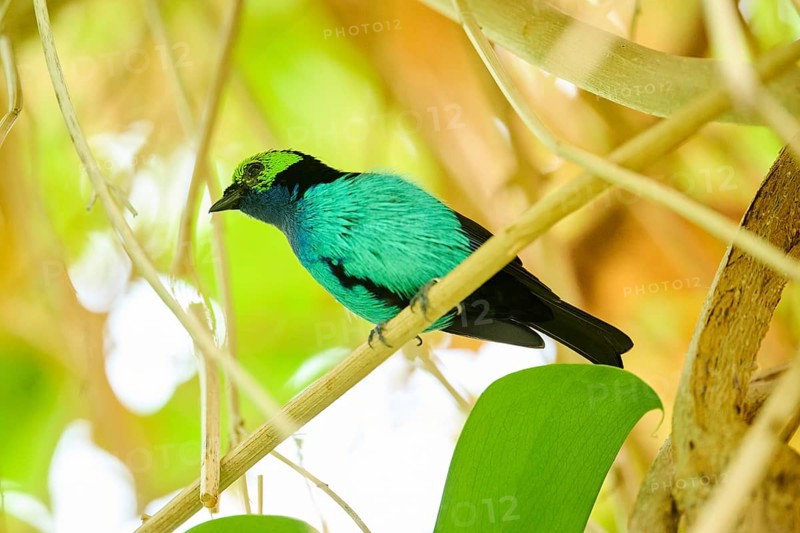 Paradise tanager (Tangara chilensis) sitting on a branch, Bavaria, Germany, Europe