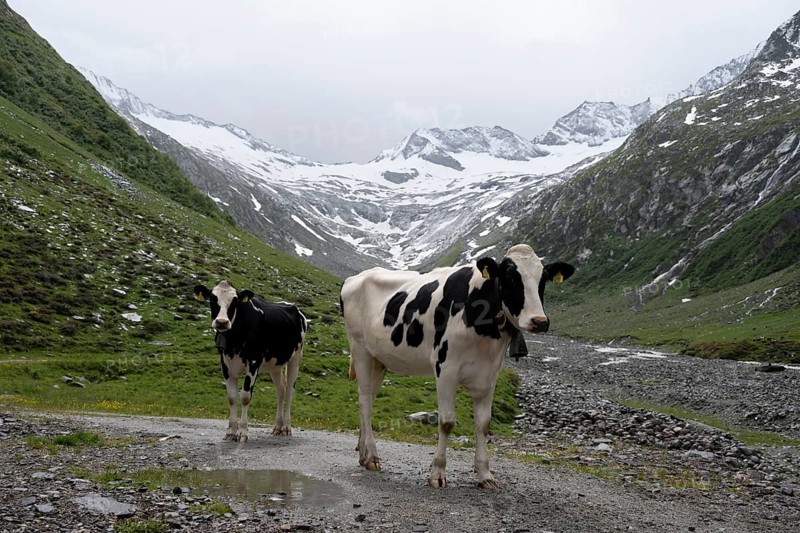 Cows on the alpine meadow, Schlegeisgrund valley, glaciated mountain peaks Hoher Weiszint and Schlegeiskees glacier, Berliner Hoehenweg, Zillertal, Tyrol, Austria, Europe