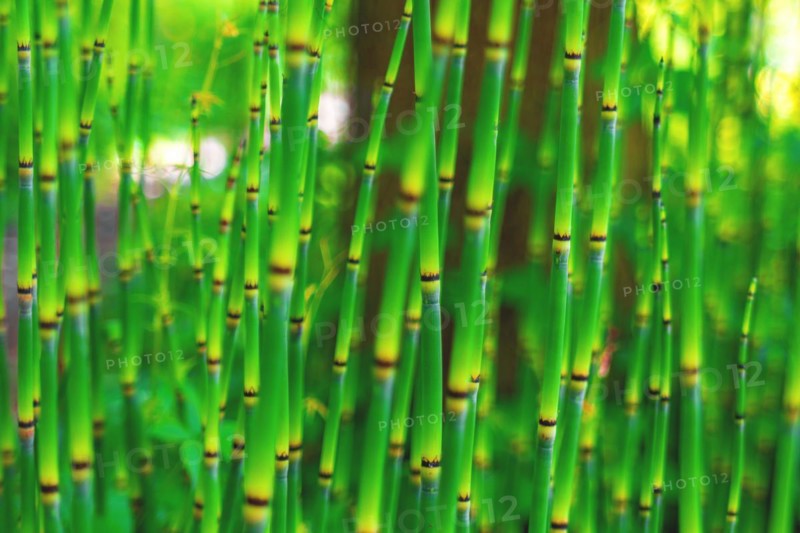 A peaceful bamboo forest with focus on green bamboo stems and blurred background, Botanical Garden, Duesseldorf, North Rhine-Westphalia, Germany, Europe