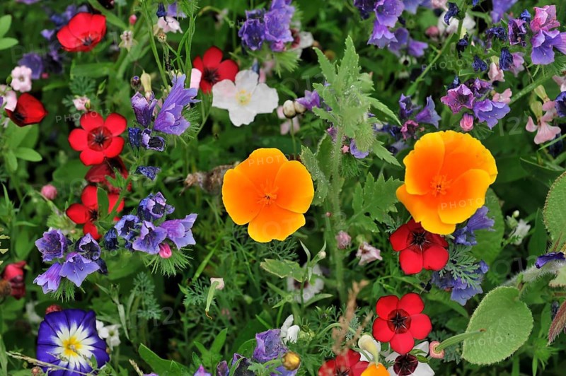 Colourful flower meadow, Schwaebisch Gmuend, Baden-Wuerttemberg, Germany, Europe