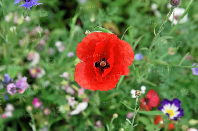 Colourful flower meadow, Schwaebisch Gmuend, Baden-Wuerttemberg, Germany, Europe