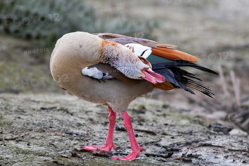 A Egyptian goose during intensive plumage care, Lake Kemnader, Ruhr area, North Rhine-Westphalia, Germany, Europe