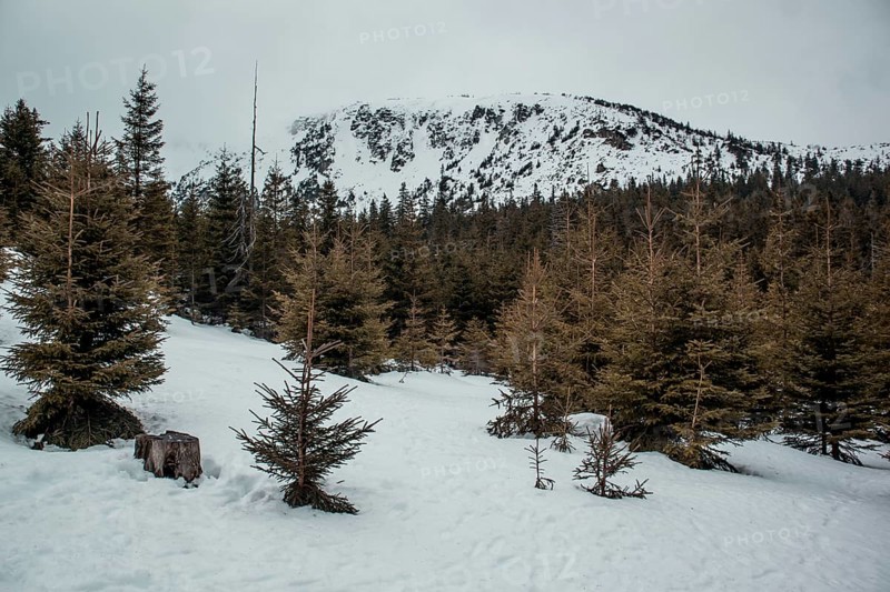 Snow-covered landscape with evergreen trees and a mountain in the background. Poland, Karkonosze