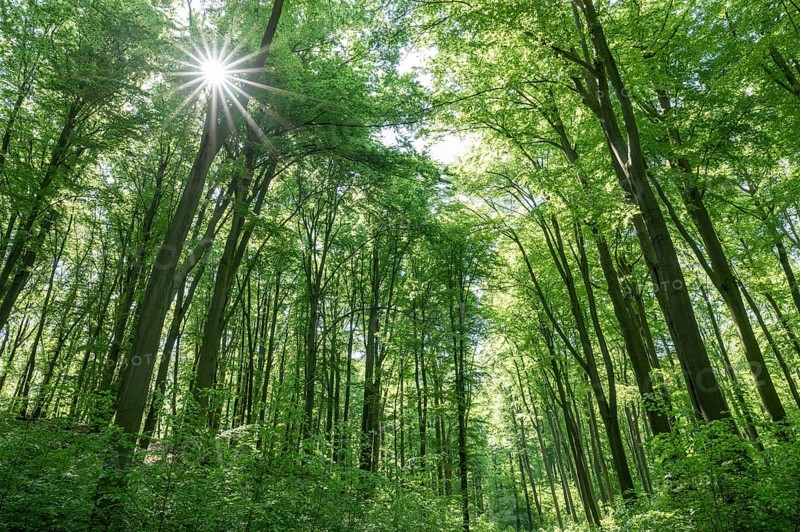 European beech forest, common beeches (Fagus sylvatica) in spring, Sonnenstern, Thuringia, Germany, Europe