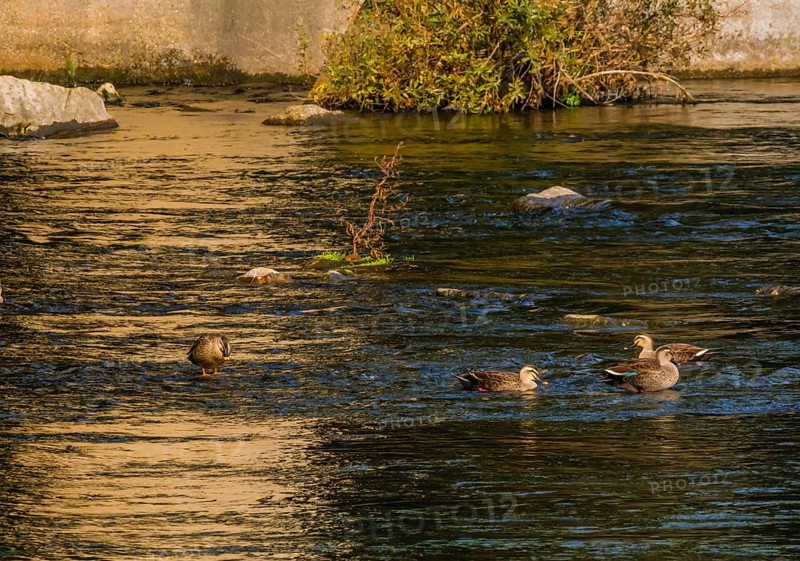 Four spot-billed ducks together in river near bridge on a bright sunny morning