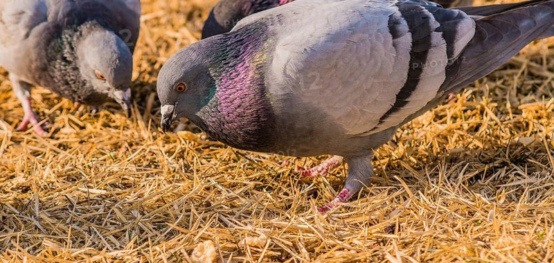 Close up of pigeon on the ground looking for food in dry brown grass