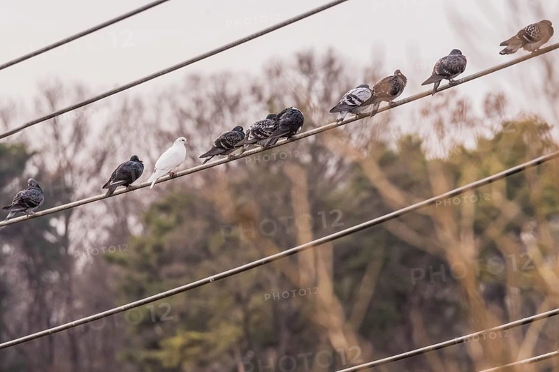 Pigeons sitting on power line on overcast day with trees blurred in background
