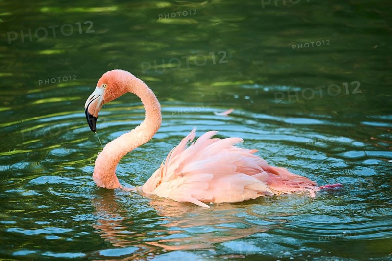 Chilean flamingo (Phoenicopterus chilensis) in the water, Bavaria, Germany, Europe