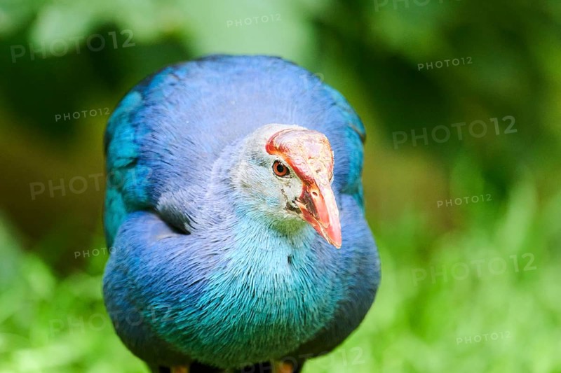 Western swamphen (Porphyrio porphyrio), portrait, Bavaria, Germany, Europe