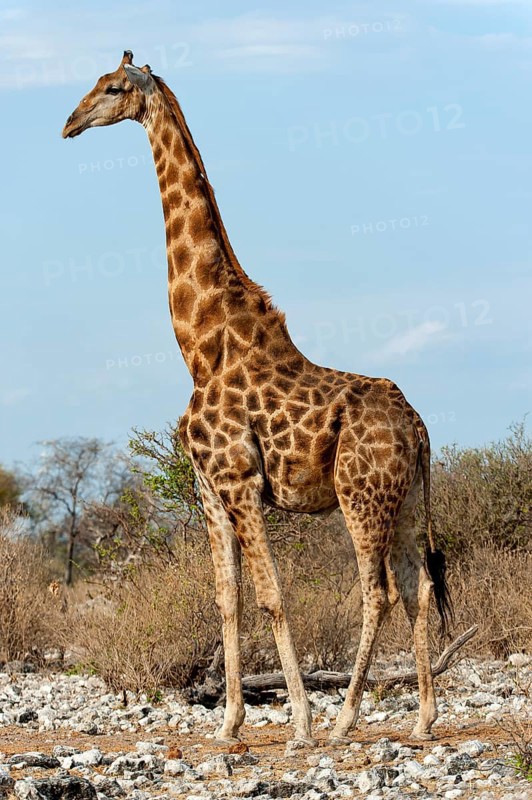 Angolan giraffe (Giraffa giraffa angolensis) in Etosha National Park, giraffe, single, lateral, side view, standing, single animal, steppe, savannah, Namibia, South West Africa, Africa