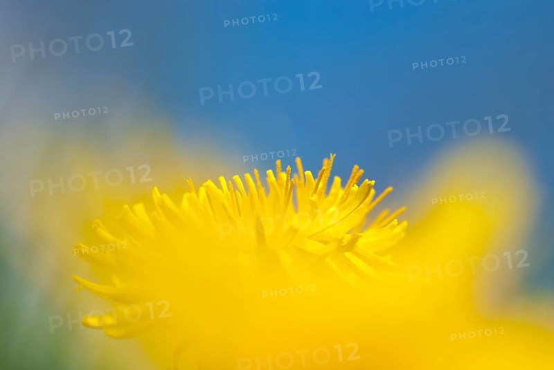A single yellow flower against a blue sky creates a cheerful feeling, mouse perspective, common dandelion (Taraxacum sect. Ruderalia) in a meadow in sunlight, artistic macro shot, close-up, blurred foreground and background, Allertal, Lower Saxony, Germany, Europe