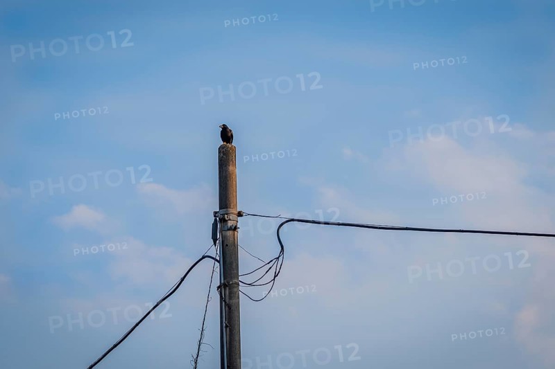 Large black crow perched on top of a concrete telephone pole with a soft blue sky in the background