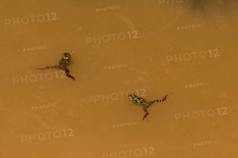 Two small green and brown marsh frog floating on the surface of a small pond of dirty water