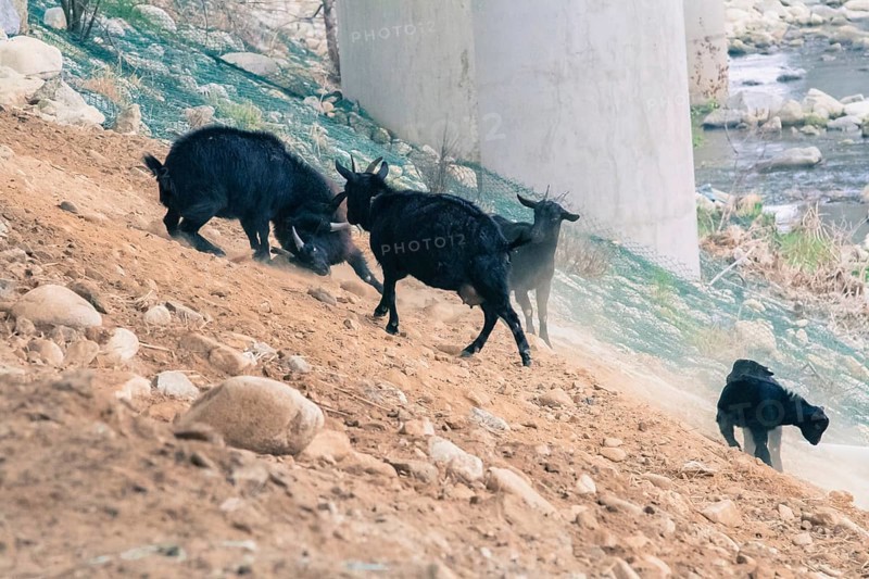 Small herd of black goats on a rocky hillside with two adult goats fighting
