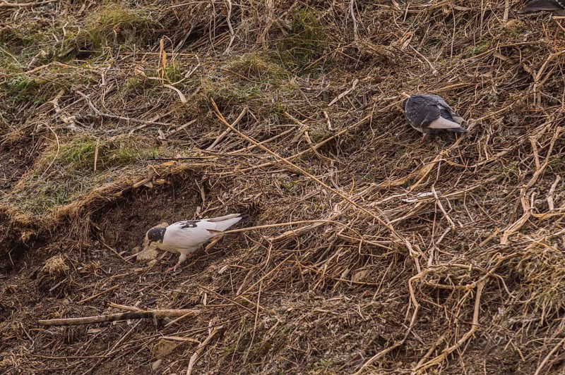 Two pigeons on a hill hunting for food