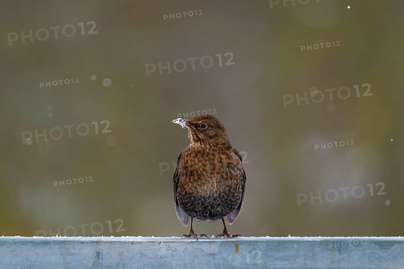 Blackbird (Turdus merula), blackbird, thrush, female, on a steel railing, white beak with snow, winter, falling snowflakes, Wismar, Mecklenburg-Vorpommern, Germany, Europe