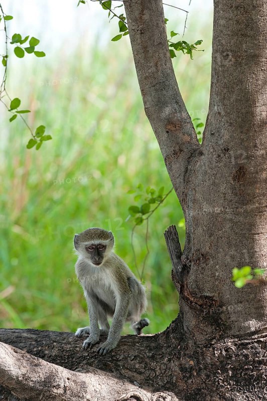 Vervet monkey (Chlorocebus sabaeus), foraging, free-living, wild, wild, nature, animal, fauna, monkey, Botswana, Africa