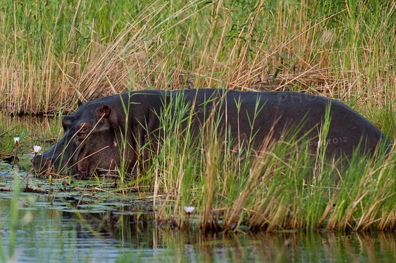 Hippopotamus (Hippopotamus amphibius), Hippopotamus, animal, danger, dangerous, wild, river, river animal, Okavango Delta at the Kwando River in BwaBwata National Park, Namibia, Africa