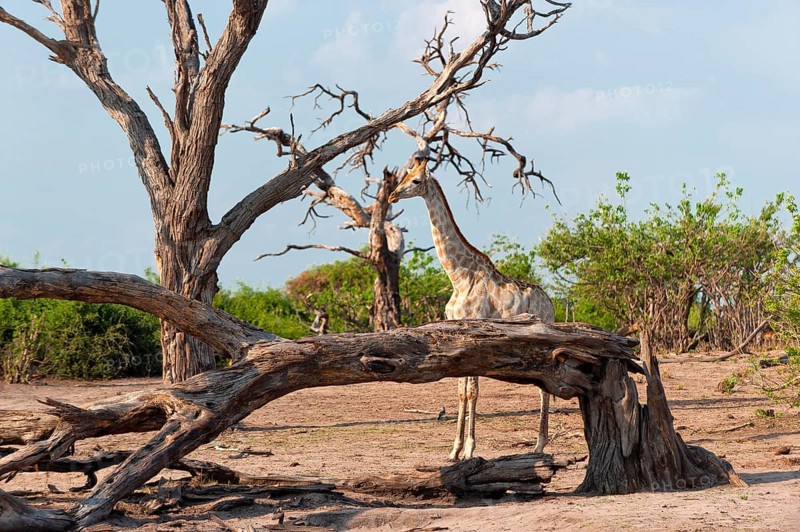 Angolan giraffe (Giraffa angolensis), animal, ungulate, travel, destination, safari, tree, dry, climate, wilderness Chobe National Park, Botswana, Africa