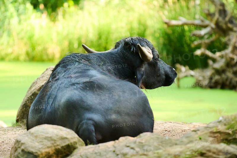 Water buffalo (Bubalus bubalis) lying on a meadow, Bavaria, Germany, Europe