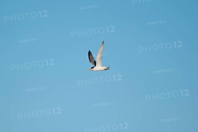 Little tern (Sternula albifrons) flying in the sky, Parc Naturel Regional de Camargue, France, Europe