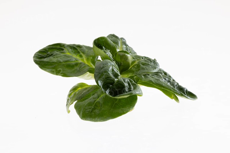 Field salad, studio shots on a white background