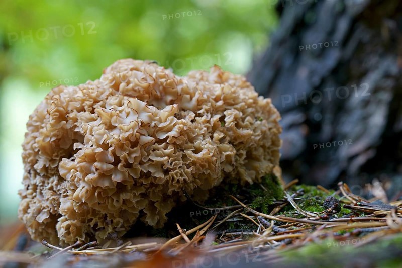 Wood cauliflower fungus (Wood Cauliflower crispa), Hesse, Germany, Europe
