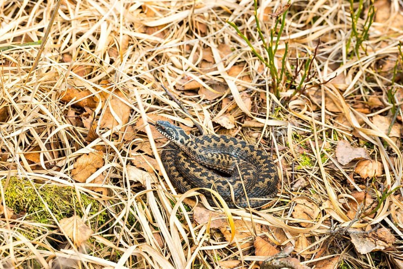 Wild common european viper (Vipera berus), brown, quite young animal, female, lambent, lying curled up in year-old grass and sunning herself, Pietzmoor nature reserve, Lueneburg Heath, Lower Saxony, Germany, Europe