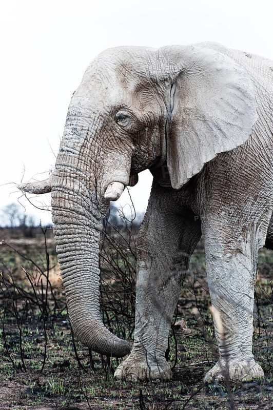 White African elephant (Loxodonta africana) in Etosha National Park, white from salt pan dust, animal, wild, free living, wilderness, safari, Namibia, South West Africa, Africa