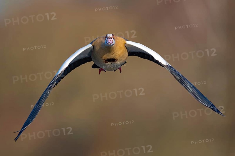 A Nile goose in flight, Lake Kemnader, Ruhr area, North Rhine-Westphalia, Germany, Europe
