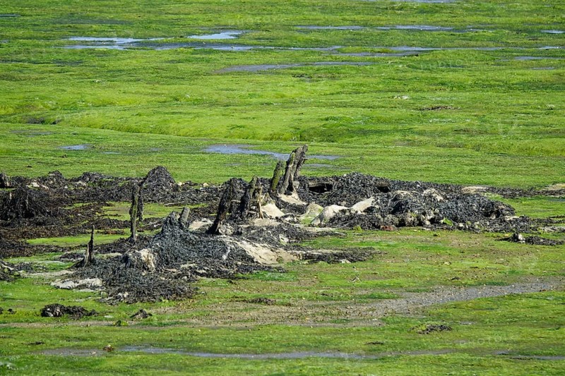Remains of a shipwreck, Greve de Tibidy at low tide, Hopital-Camfrout, Bay of Brest, Finistere Penn ar Bed, Bretagne Breizh, France, Europe