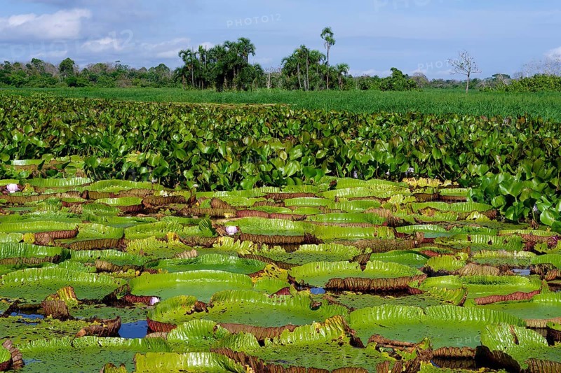 Floating leaves of the giant water lily (Victoria amazonica), Amazonas state, Brazil, South America