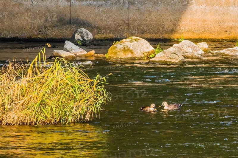 Two spot-billed ducks together next to a green bush in a flowing river near a bridge pylon