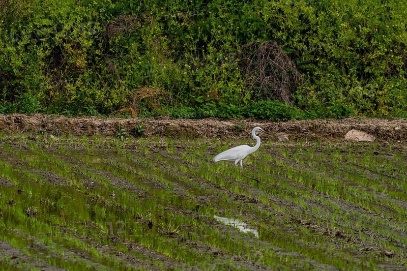 White common egret hunting for food in freshly planted rice paddy