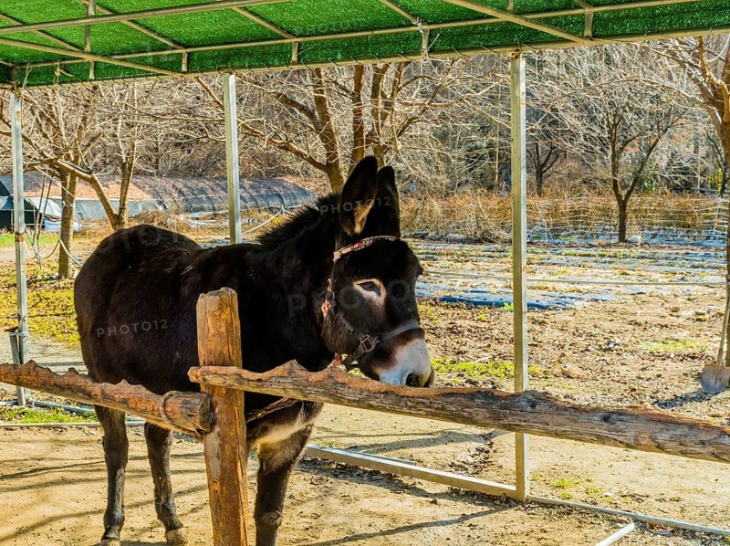 Donkey used for children ride tied to wood railing at mountainside public park