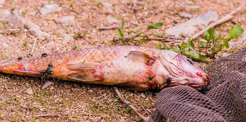 Closeup of flies feasting on the carcass of dead fish laying on the ground next to a black fishing net