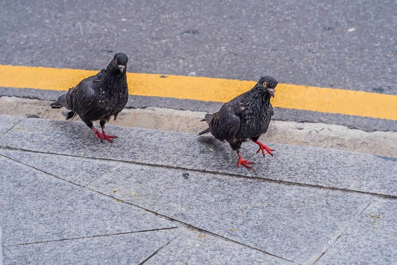 Two scruffy looking black pigeons on edge of sidewalk next to street