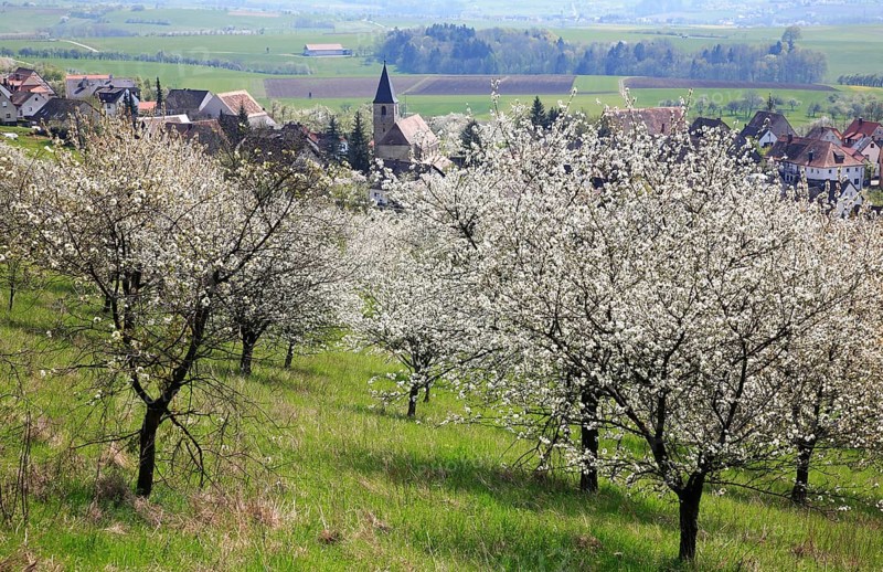 Cherry blossom near Schlaifhausen in Franconian Switzerland, district of Forchheim, Upper Franconia, Bavaria, Germany, Europe