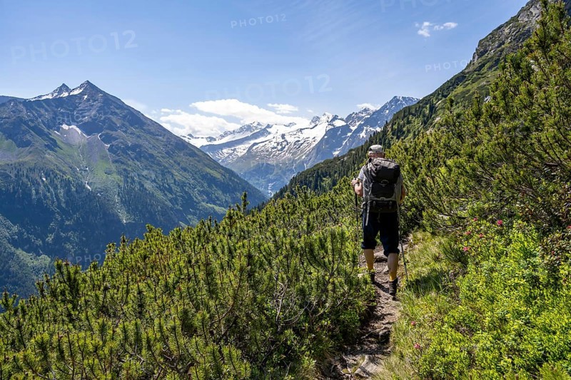 Mountaineer on hiking trail between mountain pines, Berliner Hoehenweg, summit Grosser Moeseler and Turnerkamp, Zillertal Alps, Tyrol, Austria, Europe