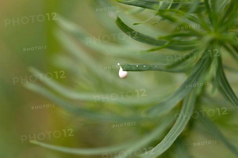 Cypress spurge (Euphorbia cyparissias), leaking milk from a broken leaf, North Rhine-Westphalia, Germany, Europe