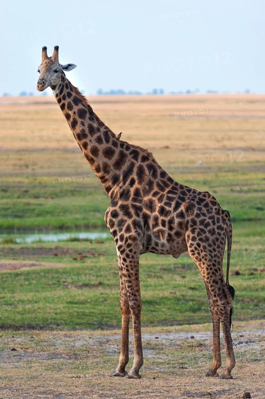 Angolan giraffe (Giraffa angolensis), animal, ungulate, travel, destination, safari, steppe, free-living, wilderness, sideways, whole, wilderness Chobe National Park, Botswana, Africa