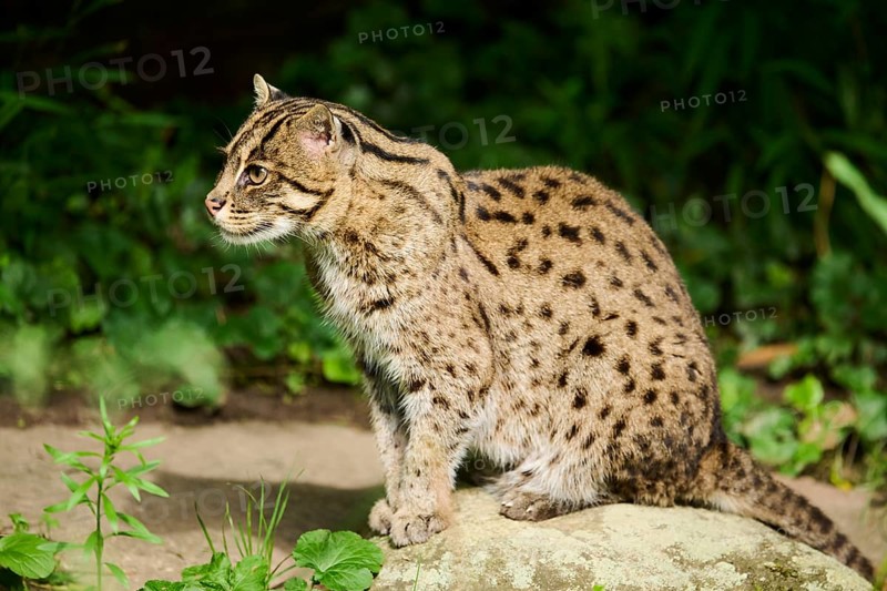 Fishing cat (Prionailurus viverrinus) sitting on the ground, Germany, Europe