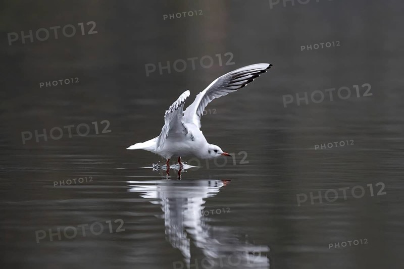 A black-headed gull in flight, Lake Kemnader, Ruhr area, North Rhine-Westphalia, Germany, Europe