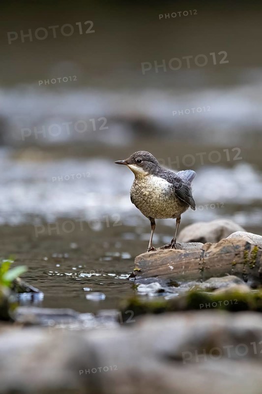 A dipper hunting, Hoennetal, Sauerland, North Rhine-Westphalia, Germany, Europe