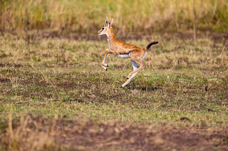 Thomson's gazelle (Gazella thomsoni) Masai Mara Kenya